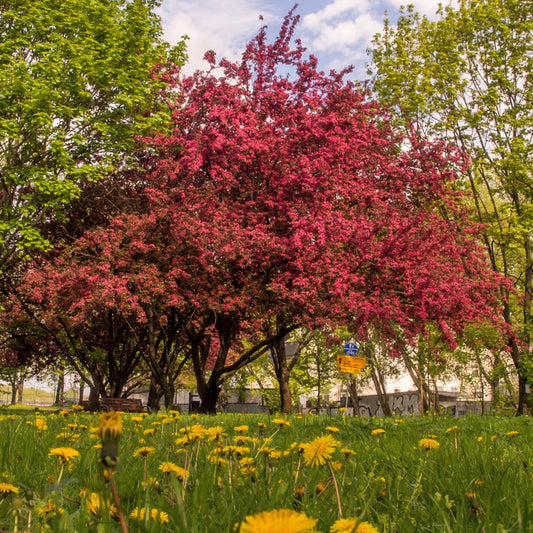 Profusion Crabapple growing in a landscape bed with pink spring flowers and dark purple foliage