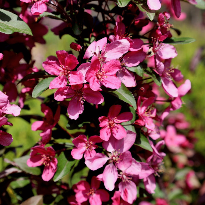 Close-up of Profusion Crabapple blossoms showing vibrant pink flowers against purple-red emerging foliage