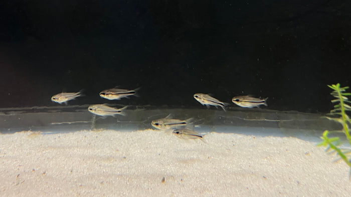 Pygmy Corydora