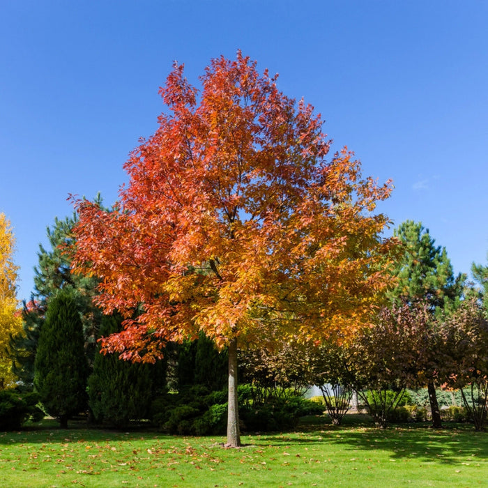 Red Oak Tree