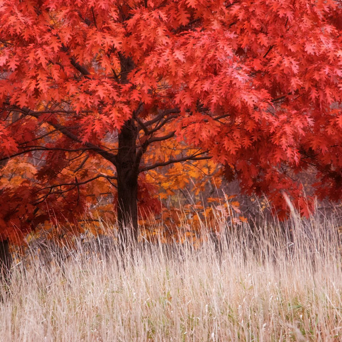 Red Oak Tree with warm red and russet fall color in a residential landscape