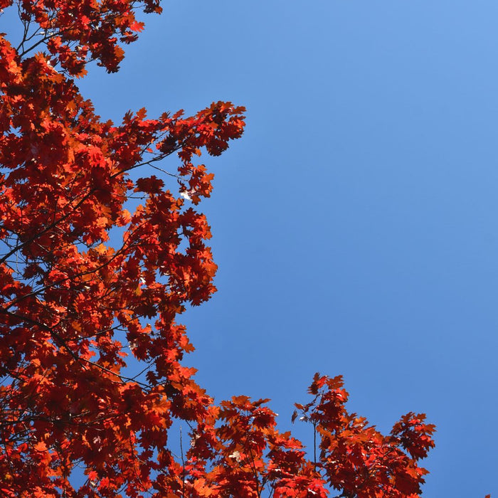 red oak tree red fall color