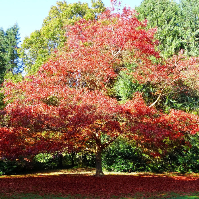 Red Oak Tree