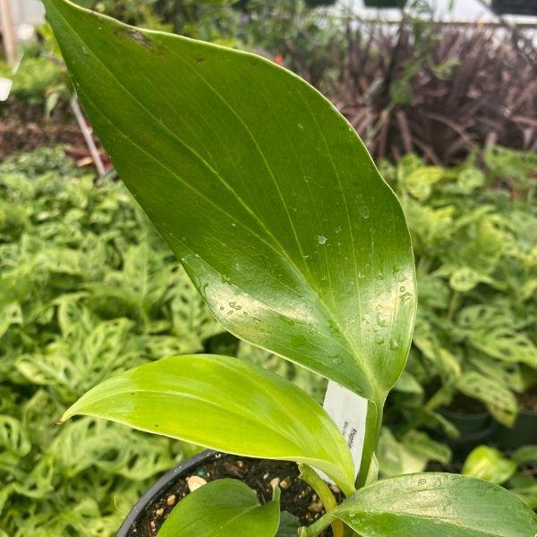 Creeping Philodendron foliage