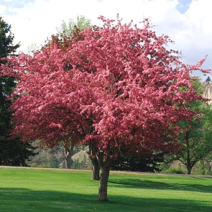 Mature Robinson Crabapple with a rounded ornamental form, colorful foliage, and balanced branching