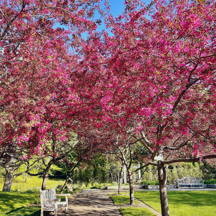 Robinson Crabapple Tree growing along a walkway with deep pink spring flowers and bronze-purple young foliage