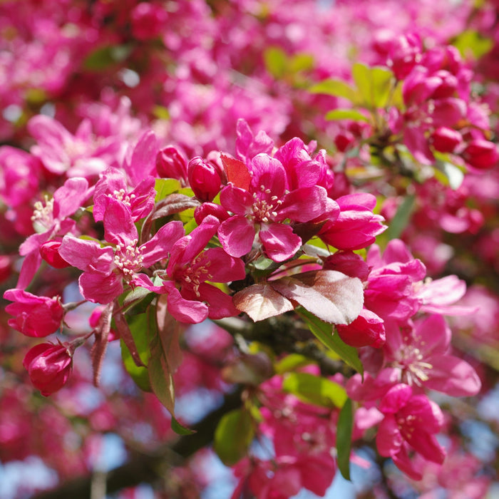 Close-up of Robinson Crabapple blossoms showing rich pink flowers opening from crimson buds