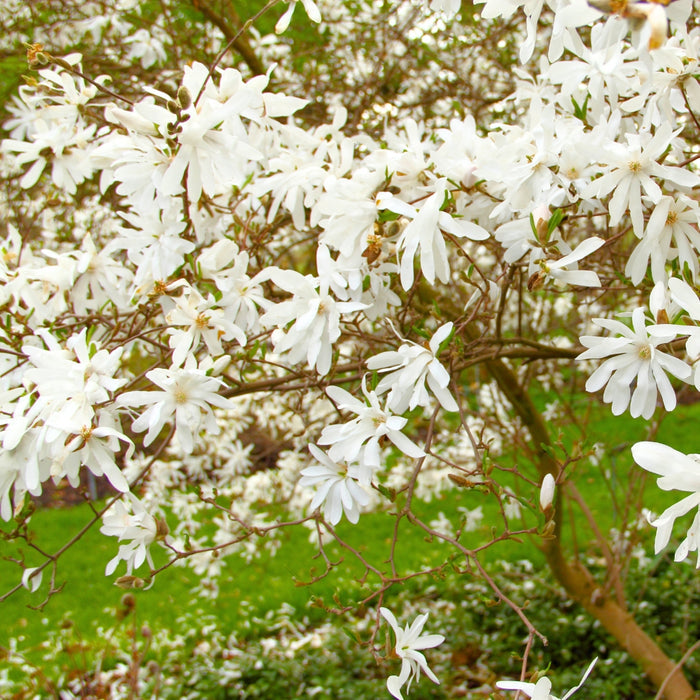 Royal Star Magnolia planted near a front walk with evergreen shrubs and spring perennials for seasonal impact