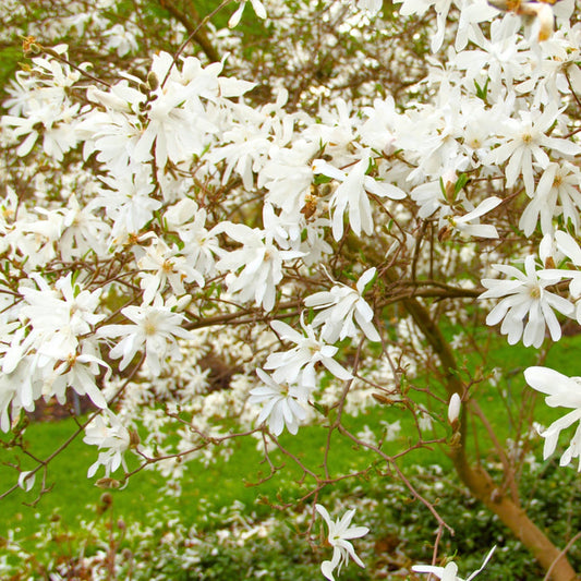 Royal Star Magnolia planted near a front walk with evergreen shrubs and spring perennials for seasonal impact