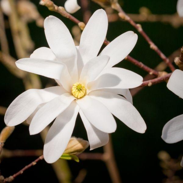 Close-up of Royal Star Magnolia flowers showing many narrow white petals and soft early spring texture