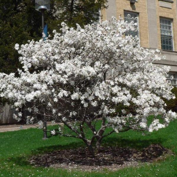 Royal Star Magnolia with rounded branching habit and compact small-tree form suited to residential landscapes
