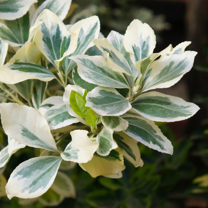Close-up of Silver Queen Euonymus foliage