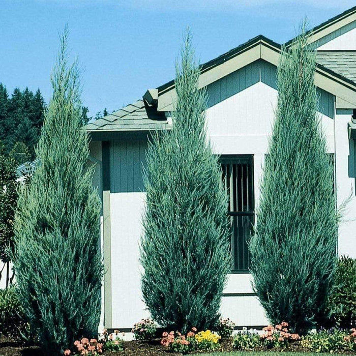 Skyrocket Juniper growing in a sunny landscape, showing its tall narrow form and silver-blue evergreen foliage.