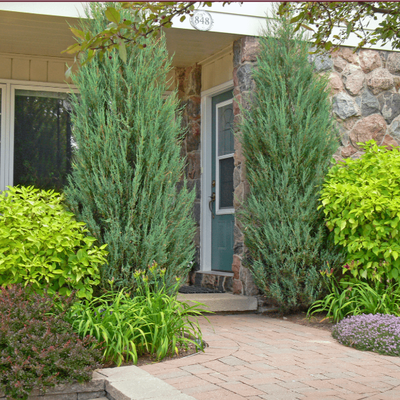 Skyrocket Juniper displaying its slim columnar habit and tight vertical growth in a foundation planting.