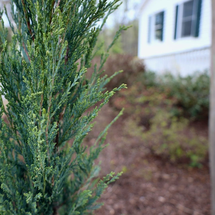 Close-up of Skyrocket Juniper foliage with dense blue-green needles and upright branching texture.