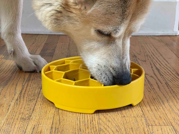 SLOW-FEEDER-DOG-BOWL-HONEYCOMB