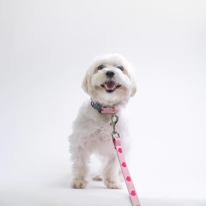 ANIME-HEARTS-SPORT-DOG-COLLAR