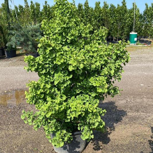 Spring Grove Ginkgo Tree showing dwarf upright habit and dense branching