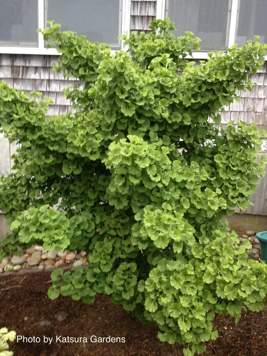 Spring Grove Dwarf Ginkgo Tree
