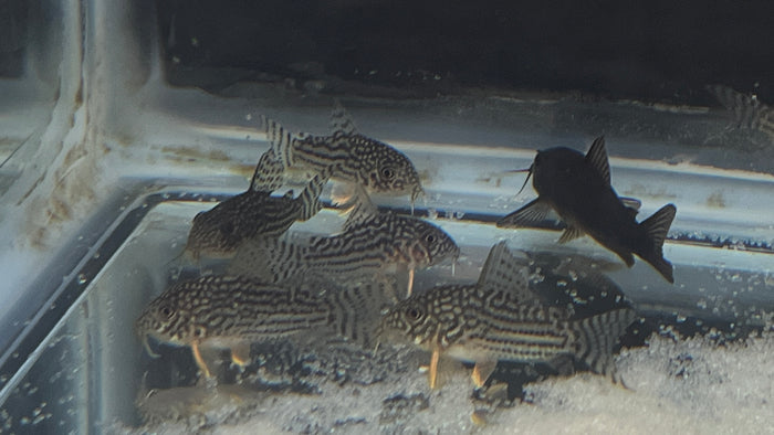 Sterbai Corydora