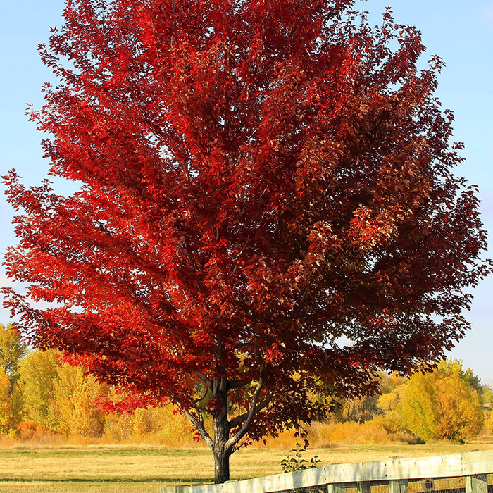 Medium-sized red maple tree with clean seedless habit and bright autumn foliage