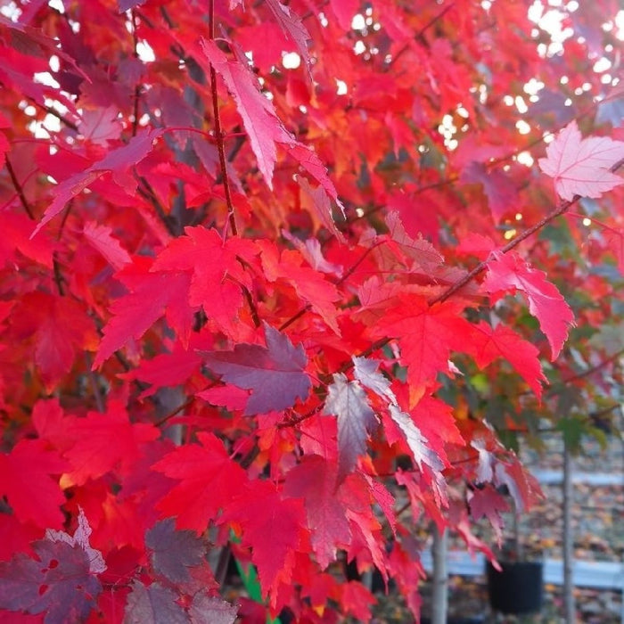 Close-up of Sun Valley Maple bright red autumn leaves on a red maple tree