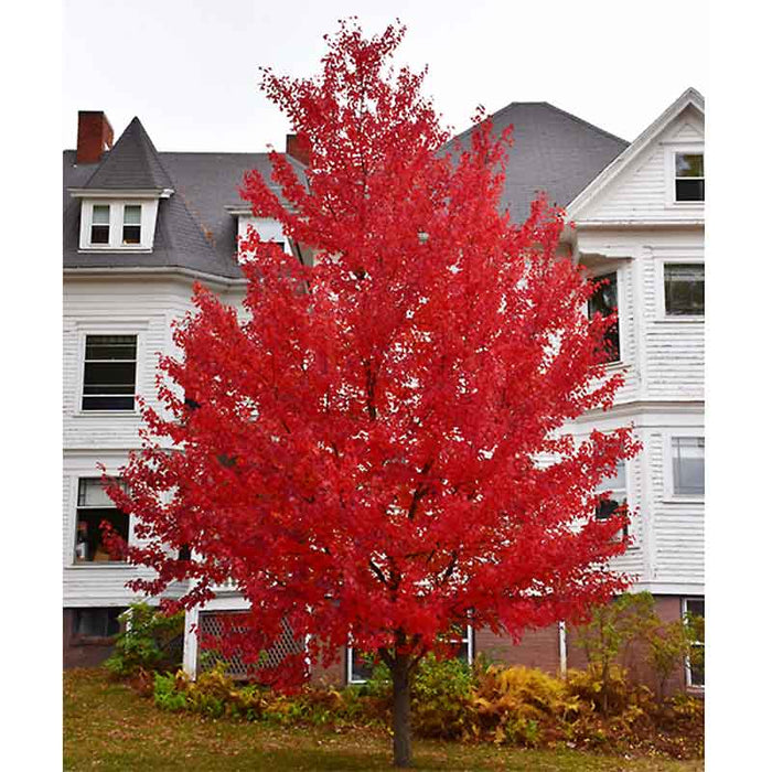 Sun Valley Maple Tree with bright red fall foliage growing as a seedless red maple shade tree in a sunny landscape