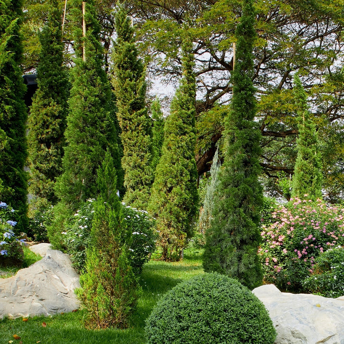 Taylor Juniper flanking an entryway with tall, narrow evergreen structure