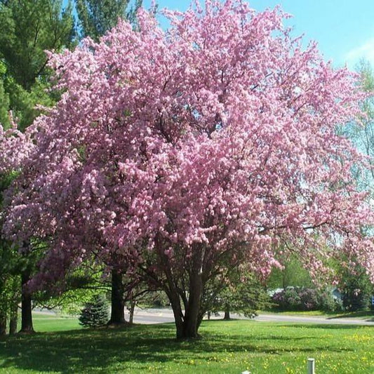 thundercloud plum tree has soft pink blooms in the spring