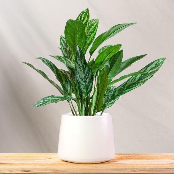 Tigress Chinese Evergreen in a decorative indoor planter near filtered window light, showing patterned variegated foliage in a modern room