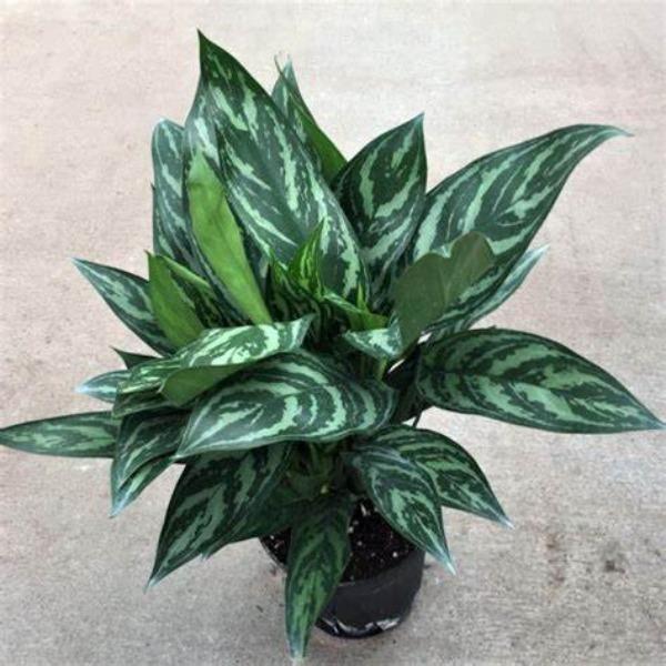 Mature Tigress Chinese Evergreen displaying upright clumping growth and compact variegated foliage in a 6-Inch Pot