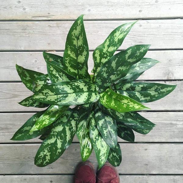 Close-up of Tigress Chinese Evergreen leaves showing glossy texture with contrasting variegated pattern across green foliage