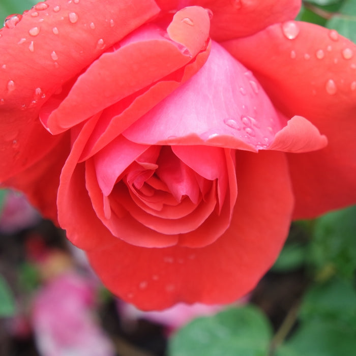 orange coral tinted Tropicana hybrid tea rose