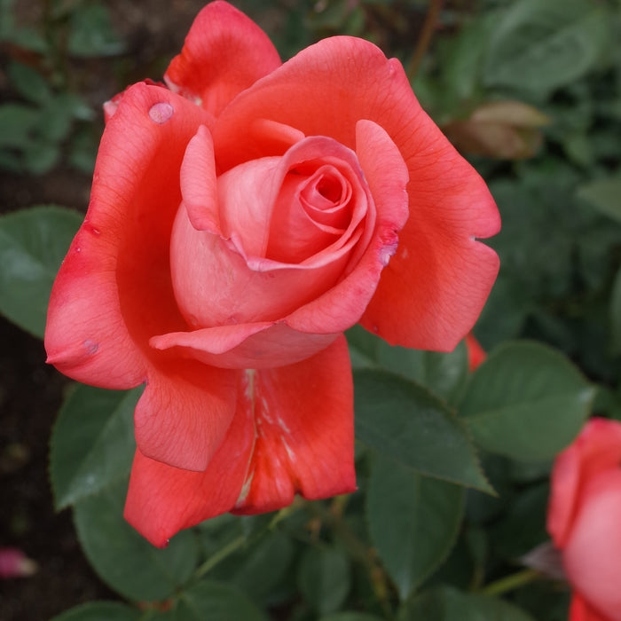 Tropicana rose bush in full sun with vivid coral-orange hybrid tea blooms, upright habit and glossy green foliage in a garden bed