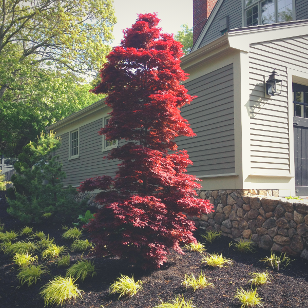 Twombly's Red Sentinel Japanese Maple growing upright in a front garden, showing narrow burgundy foliage and elegant vertical form.