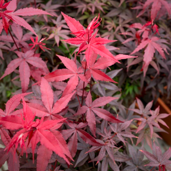 Close-up of Twombly's Red Sentinel Japanese Maple leaves with rich red-purple color and fine palmate texture in bright light.