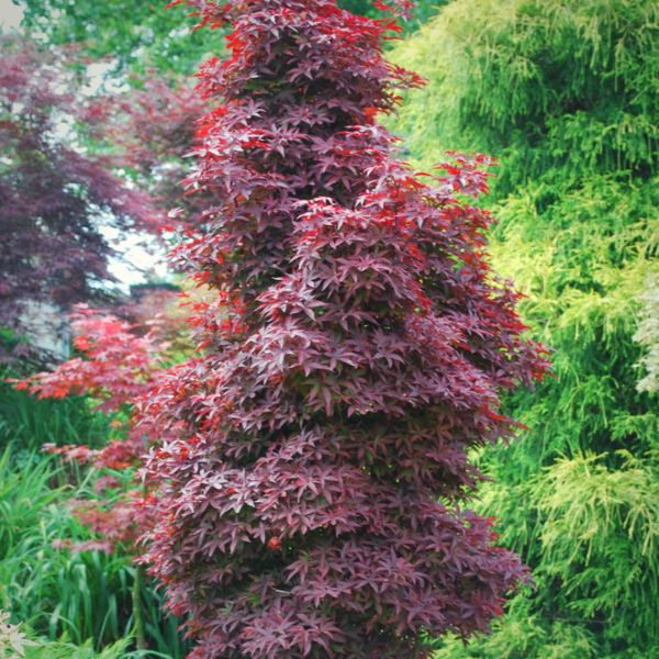 Upright Twombly's Red Sentinel Japanese Maple with columnar branching, narrow spread, and layered burgundy foliage.