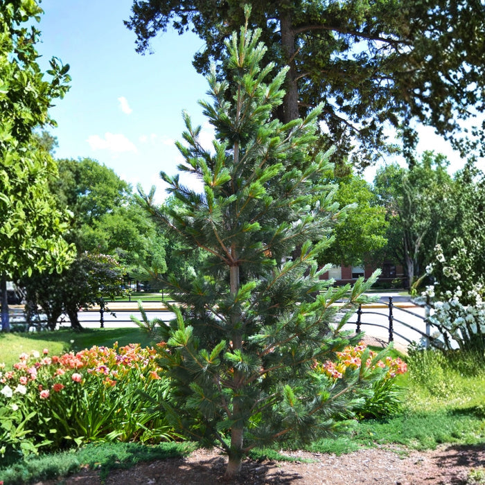 Vanderwolf's Pyramid Limber Pine