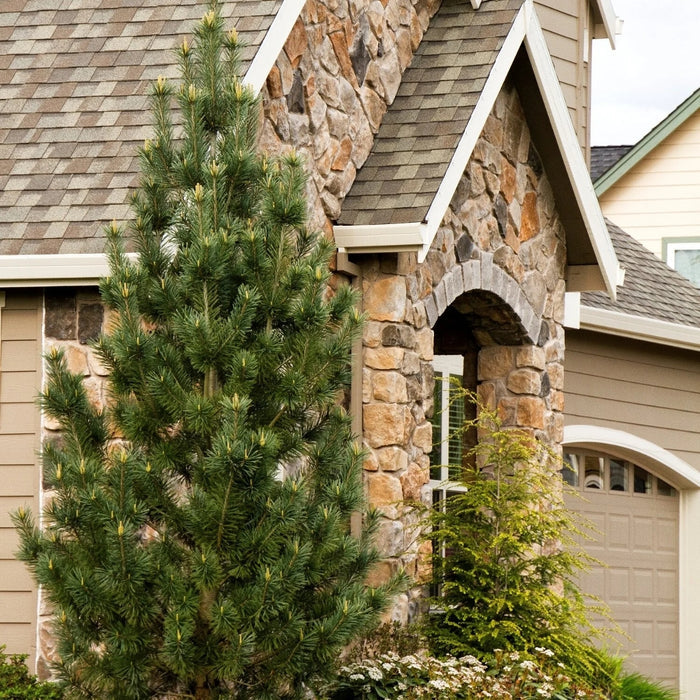 Vanderwolf's Pyramid Limber Pine