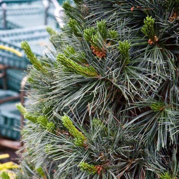 Close-up of Vanderwolf’s Pyramid Limber Pine needles showing twisted silvery blue-green evergreen foliage