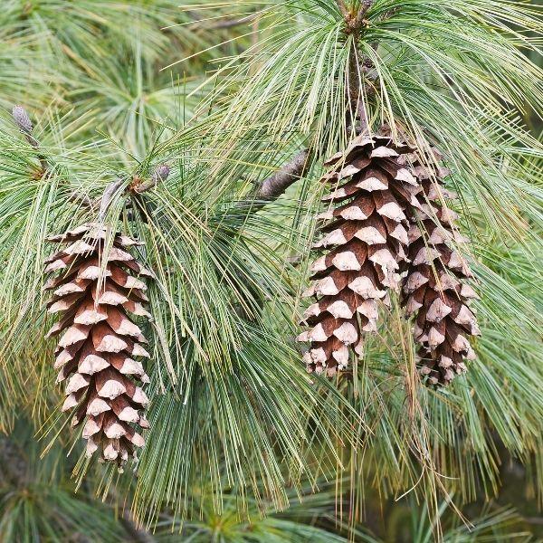 limber pine tree close up with pinecone