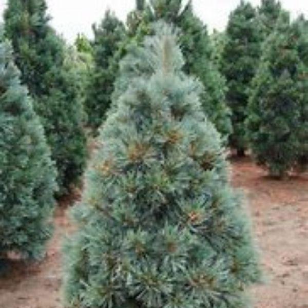 Vanderwolf’s Pyramid Limber Pine with silvery blue-green needles and upright pyramidal form in a sunny landscape