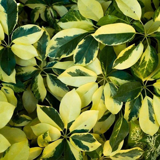 Close up of Umbrella Tree Plants Creamy yellow and green leavesleaves