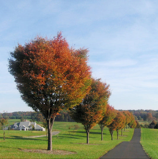 Village Green Zelkova Tree with a broad vase-shaped canopy and green serrated leaves growing along a driveway