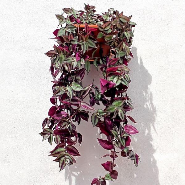 hanging Wandering Jew Plant trailing foliage