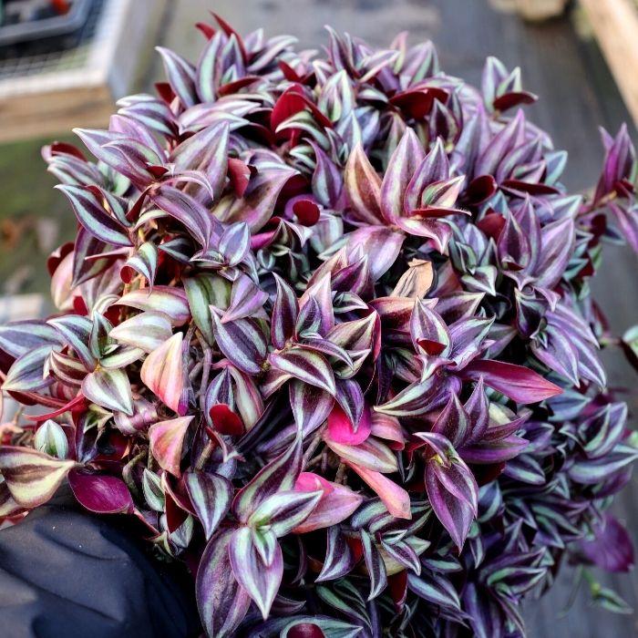 Wandering Jew Plants succulent purple, light green and dark green trailing foliage