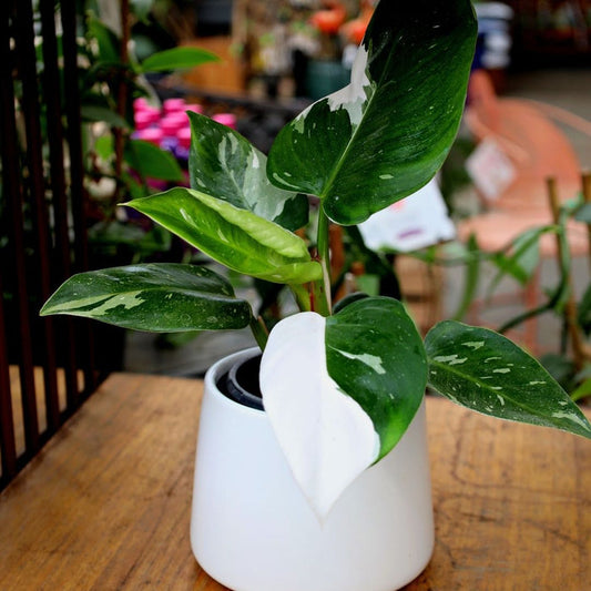 White Princess Philodendron in a decorative indoor planter near filtered window light, showing bold white variegated foliage in a modern room