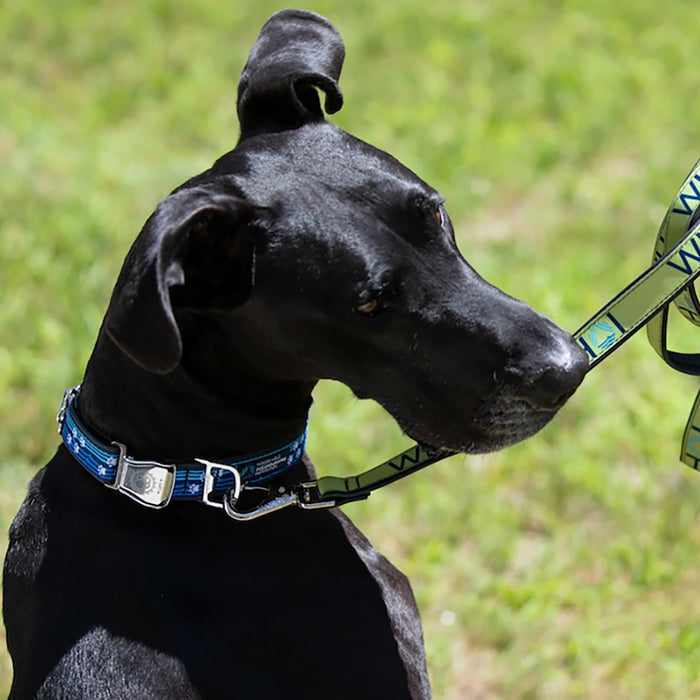 WHOI Dog Collar