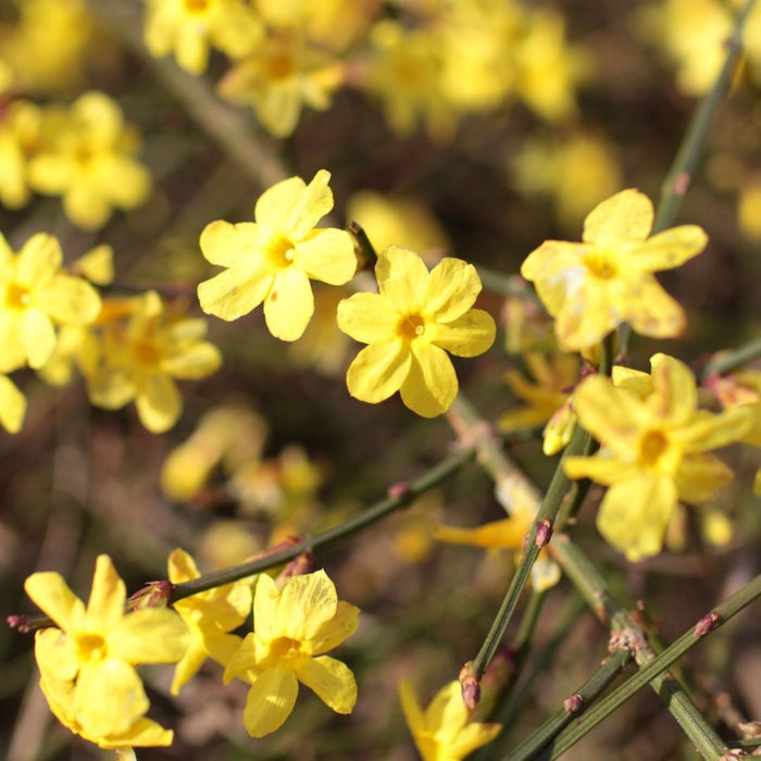 Bright yellow flowers on Winter Jasmine before spring leaf-out