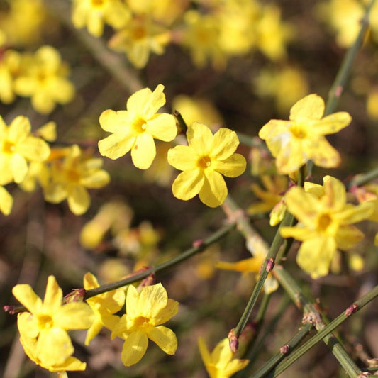 Bright yellow flowers on Winter Jasmine before spring leaf-out